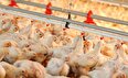 مافیای واردات مرغ در کمین نشسته‌ است + نباید بازی را به زمین وارداتچی های مرغ گرم و منجمد کشاند