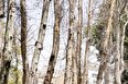 خشکاندن عمدی ۱۶ هزار درخت در پارک‌های جنگلی تهران + عدم آبیاری و رسیدگی منجر به ضعیف شدن درختان و هجوم آفات و بیماری ها برای طبیعی نشان دادن داستان
