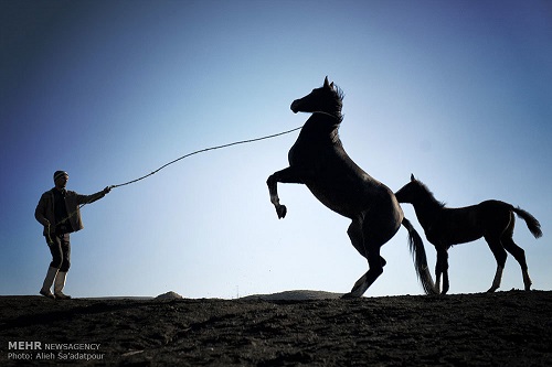 اسب ترکمن، اصیل اما بدون حامی *** +++  صفحه نخست – برگزید ه ها