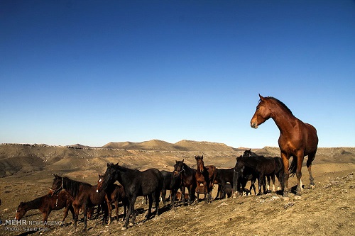 اسب ترکمن، اصیل اما بدون حامی *** +++  صفحه نخست – برگزید ه ها