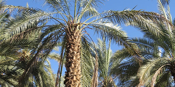 سرمایه کشاورزان فاریاب به باد رفت