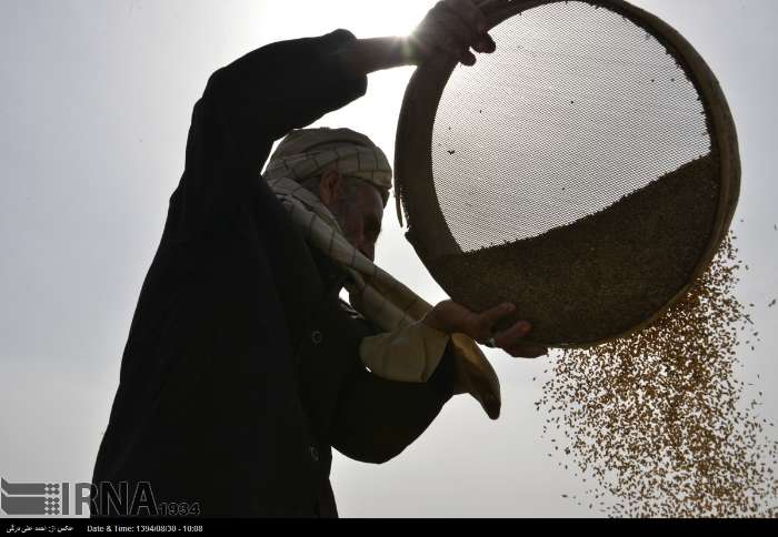 آغاز کشت پاییزه گندم و جو در استان سیستان و بلوچستان