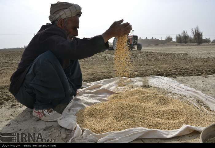 آغاز کشت پاییزه گندم و جو در استان سیستان و بلوچستان