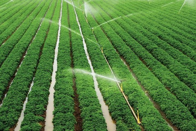 تغییر الگوی کشت راهکار افزایش عملکرد محصولات کشاورزی در گرمه
