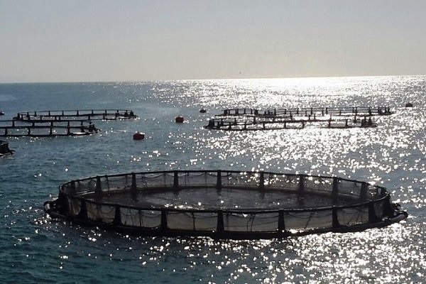 ظرفیت تولید و پرورش ۱۰ هزار تن ماهی در قفس در سدهای لرستان