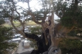 درختان ۳هزار ساله «بان سرو» فرصت گردشگری ایلام
