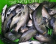 ظرفیت تولید پرورش ماهی در قفس گیلان تا پایان سال افزایش می‌یابد