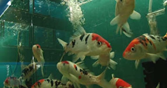 یک سوم ماهی های زینتی کشور در اصفهان تولید می شود