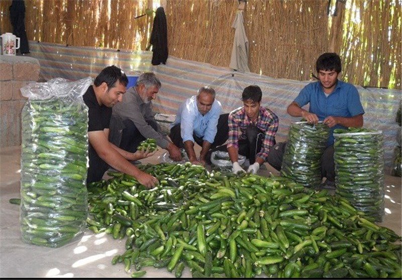 برداشت ۱۱ هزار تن خیار از سطح مزارع شهرستان پلدختر