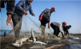 حفظ ذخایر آبزیان در بوشهر با اجرای طرح دریابس