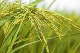کهگیلویه وبویراحمد رتبه هشتم تولید برنج کشور را دارد