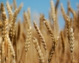 تولید بیش از 6500 تن گندم در سربیشه