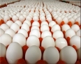 استان البرز پتانسیل تولید بیش از ۹۳ هزار تن تخم‌مرغ را دارد