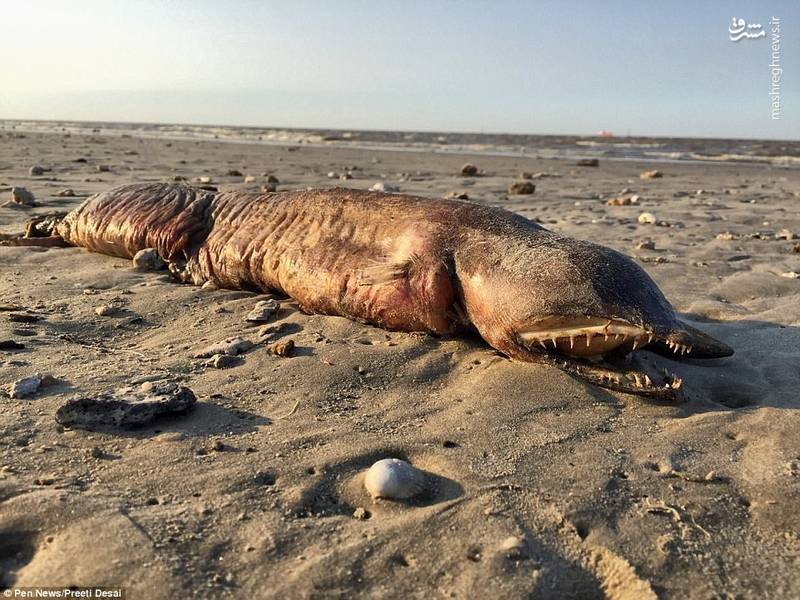 عکس/ کشف یک موجود ناشناخته در سواحل تگزاس