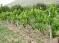 سهم کردستان در بخش کشاورزی از تولید ناخالص ملی 30 درصد است
