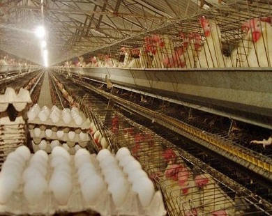 ۵۰ درصد تخم مرغ مازاد بر نیاز استان سمنان صادر شد