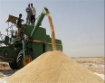 ۳۶۷ هزار تن گندم مازاد بر مصرف کشاورزان آذربایجان غربی خریداری شد