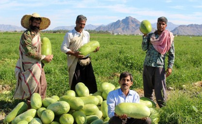 برداشت هندوانه شب یلدا از مزارع هشتبندی