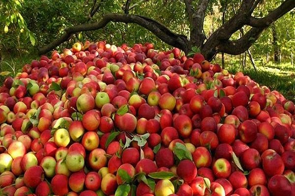 باغداران از عرضه سیب تولیدی خودداری می کنند