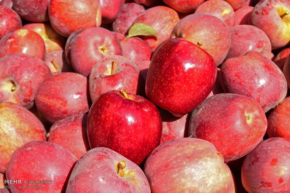 باغداران از عرضه سیب تولیدی خودداری می کنند