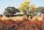 جاذبه های مزارع زعفران و زرشک برای جذب گردشگر