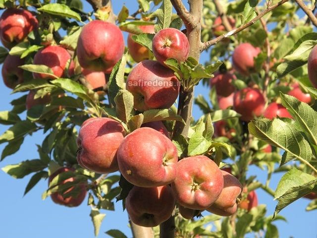 دود نبود سردخانه در چشم تولیدکنندگان سیب شهرستان دنا+تصویر