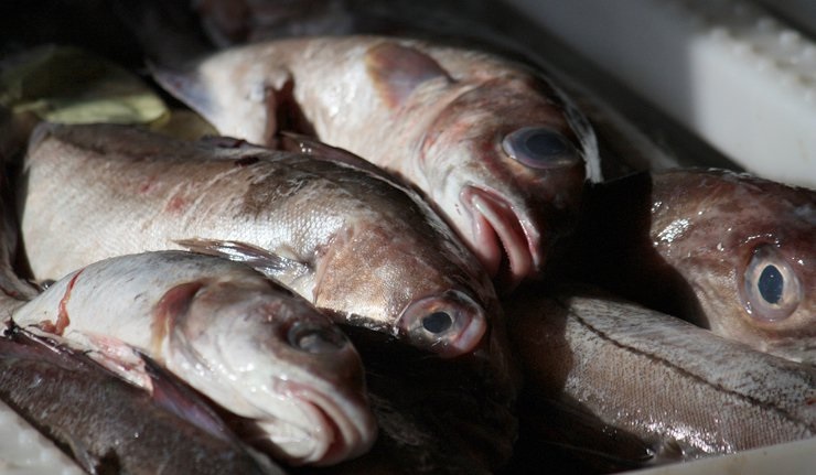 رتبه نخست لرستان در تولید ماهی سرد آبی در کشور