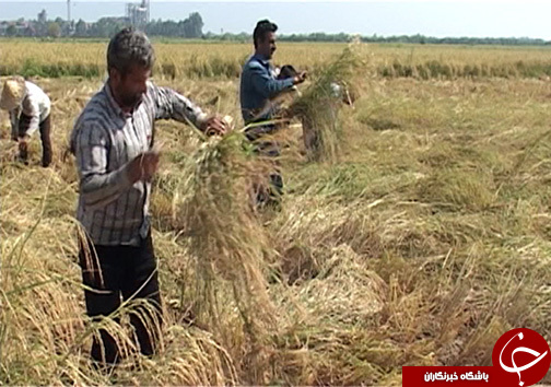 افزایش ۲ برابری برداشت برنج مقاوم به شوری در شمال