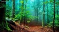 جنگل‌ها، ضربه‌گیر باران‌های سیل آسا