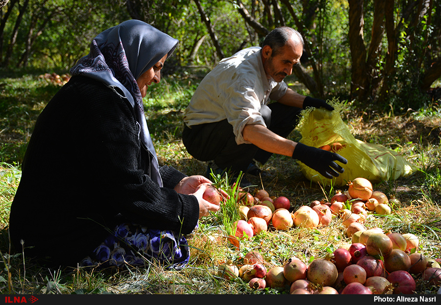 برداشت انار از باغات روستای انبوه برداشت انار از باغات روستای انبوه