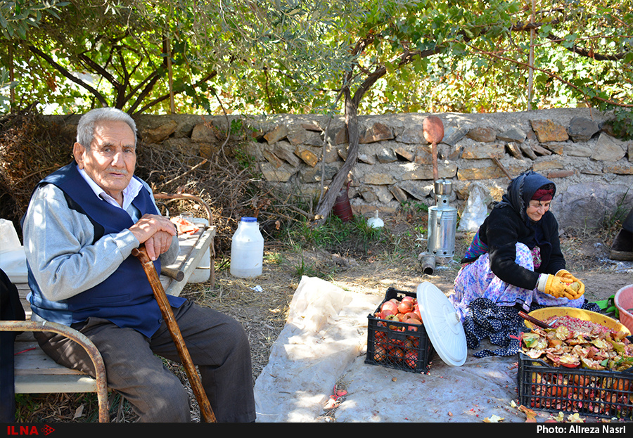 برداشت انار از باغات روستای انبوه برداشت انار از باغات روستای انبوه