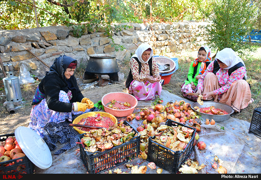 برداشت انار از باغات روستای انبوه برداشت انار از باغات روستای انبوه