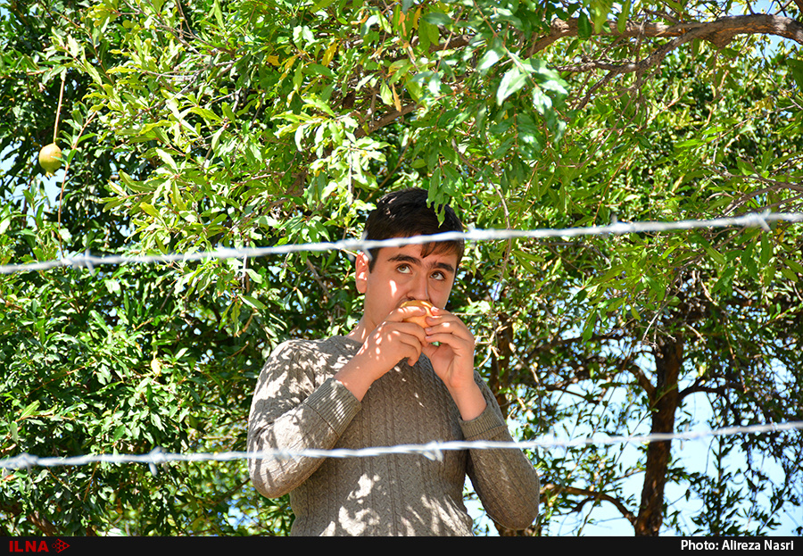 برداشت انار از باغات روستای انبوه+عکس برداشت انار از باغات روستای انبوه+عکس