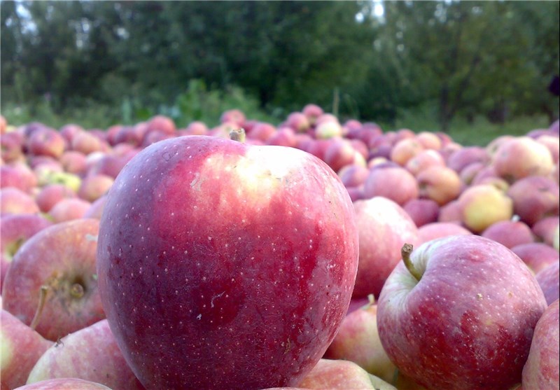 سفر هئیت تجاری ویتنام به آذربایجان غربی برای خرید سیب