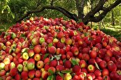 ۷۲۰هزارتن سیب آذربایجان غربی درانتظار صادرات