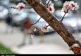 چشم‌نوازی شکوفه‌های بهاری در سنندج به روایت تصویر