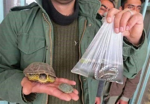 شهروندان از خرید و فروش گونه‌های وحشی زینتی پرهیز کنند