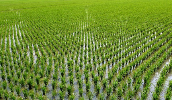 برنج‌کاران و هزار و یک مشکل کُهنه/ از رِندی دلالان تا افزایش قیمت‌های تولید