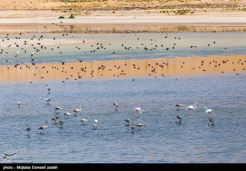 طعم بی‌نظیر طبیعت گردی را در تالاب‌های دریاچه ارومیه تجربه کنید