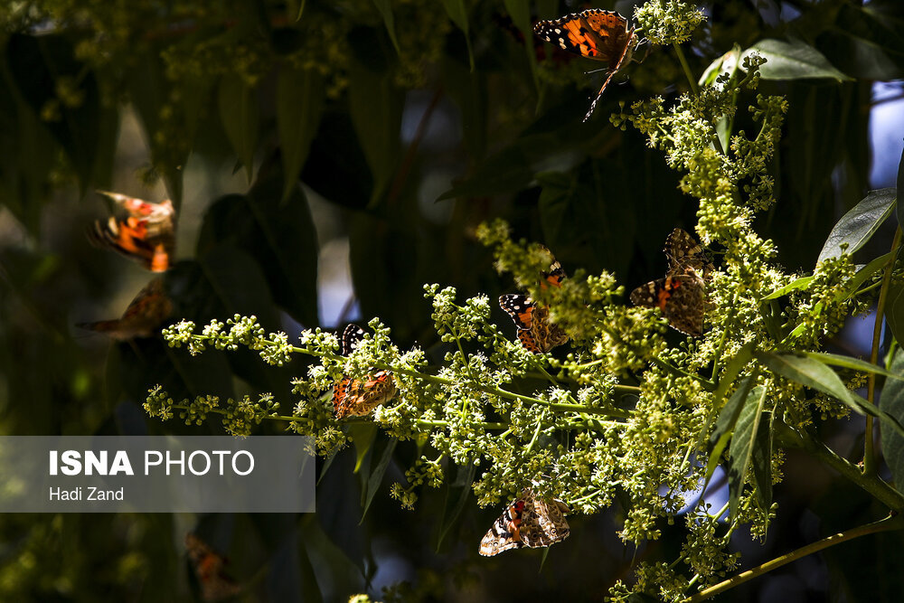 دلیل حضور پروانه‌ها در ایران چیست؟