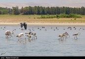 هفت گونه جانوری در  اکوسیستم آذربایجان غربی در خطر انقراض قرار دارند