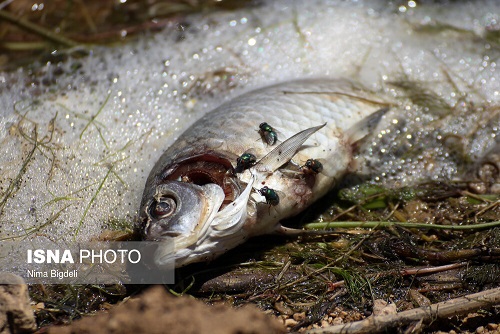 بررسی علت مرگ ماهی‌های سد «گلابر» زنجان (+تصاویر)