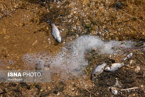 بررسی علت مرگ ماهی‌های سد «گلابر» زنجان (+تصاویر)