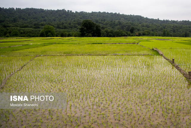 پیش‌بینی تولید بالغ بر 750هزار تن برنج سفید در گیلان