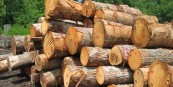قاچاق چوب، جنگل‌های طارم را تهدید می‌کند