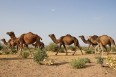 ورود خسارت‌بار شترها به بیابان‌های البرز/ تخریب ۳۰ درصد عرصه ها
