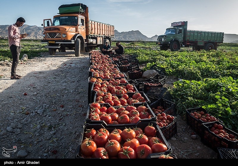 گوجه‌هایی که روی دست کشاورزان کامیارانی ماند