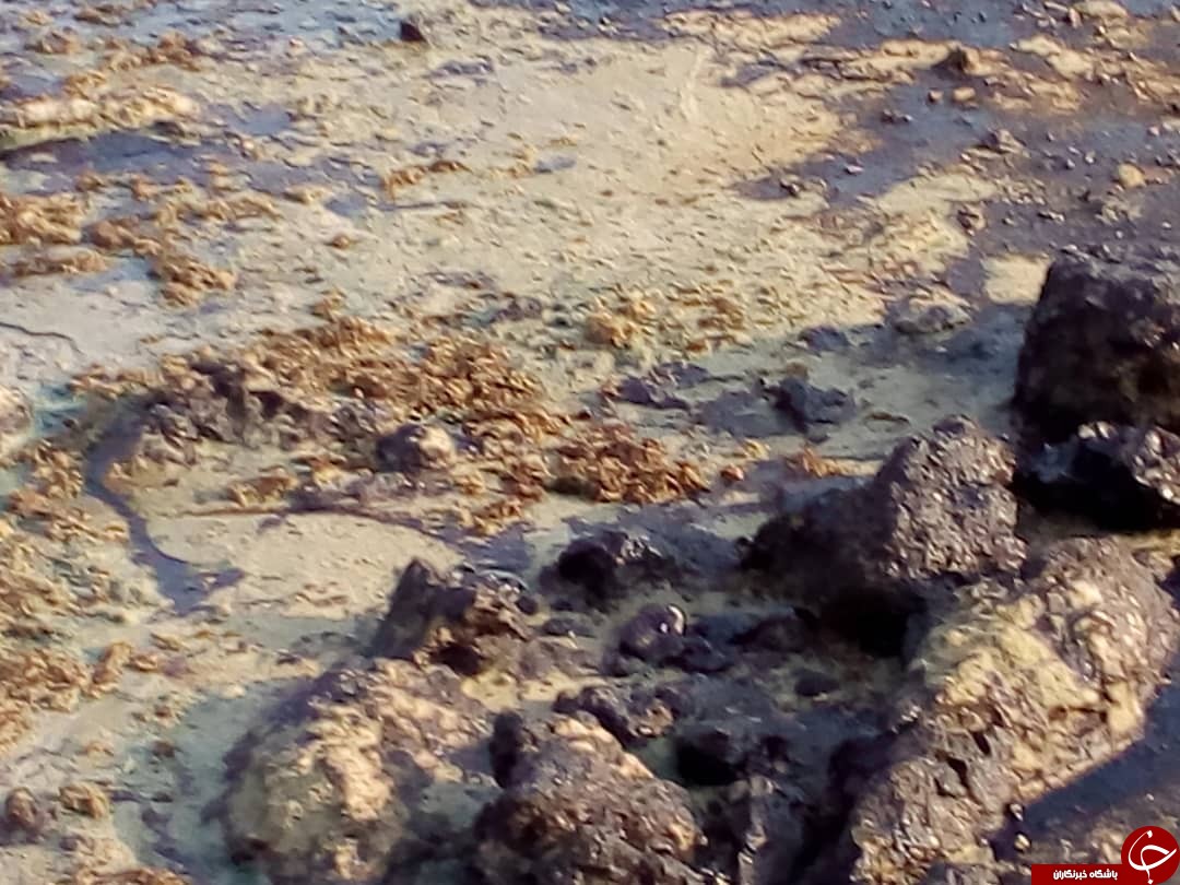 لکه‌های نفتی هنوز سرزمین مرجان‌ها را رها نکرده‌اند+ فیلم و تصاویر