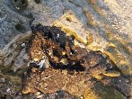 تاربال‌های نفتی ساحل قشم، آلودگی جدید یا میراث قبلی