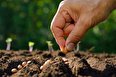دانشگاه آزاد کارخانه تولید «بذر هیبریدی» راه اندازی می کند